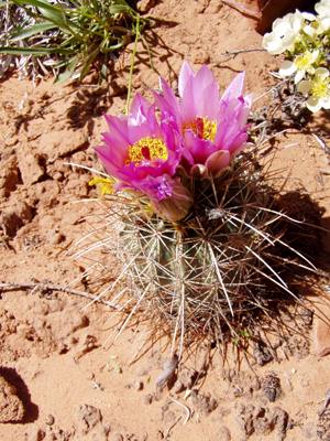 Hidden Nature- Arches National Park Claret Cup Cactus